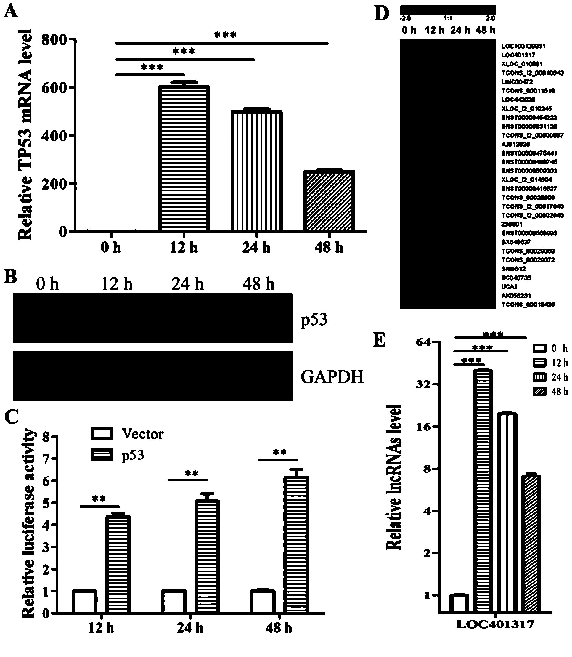 Expression vector and anti-tumor reagent of long-chain non-coded RNALOC401317, and applications of expression vector and anti-tumor reagent