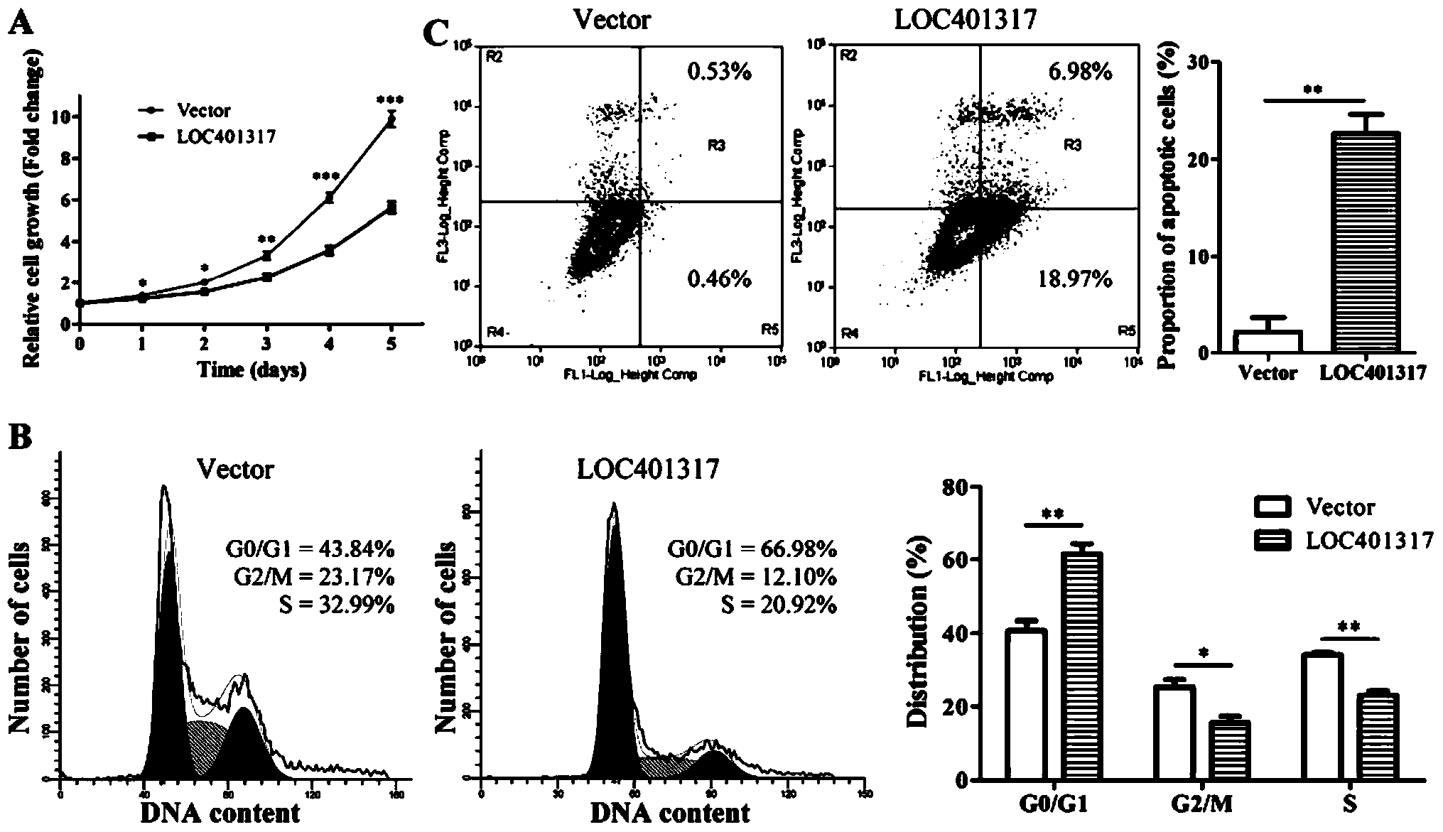 Expression vector and anti-tumor reagent of long-chain non-coded RNALOC401317, and applications of expression vector and anti-tumor reagent