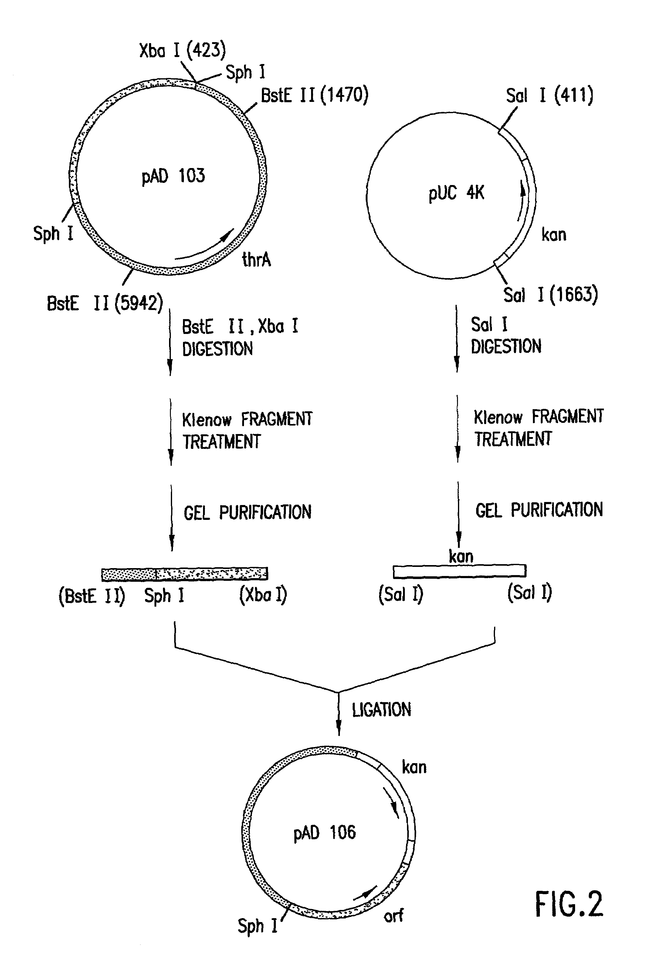 Escherichia coli strains which over-produce L-threonine and processes for the production of L-threonine by fermentation