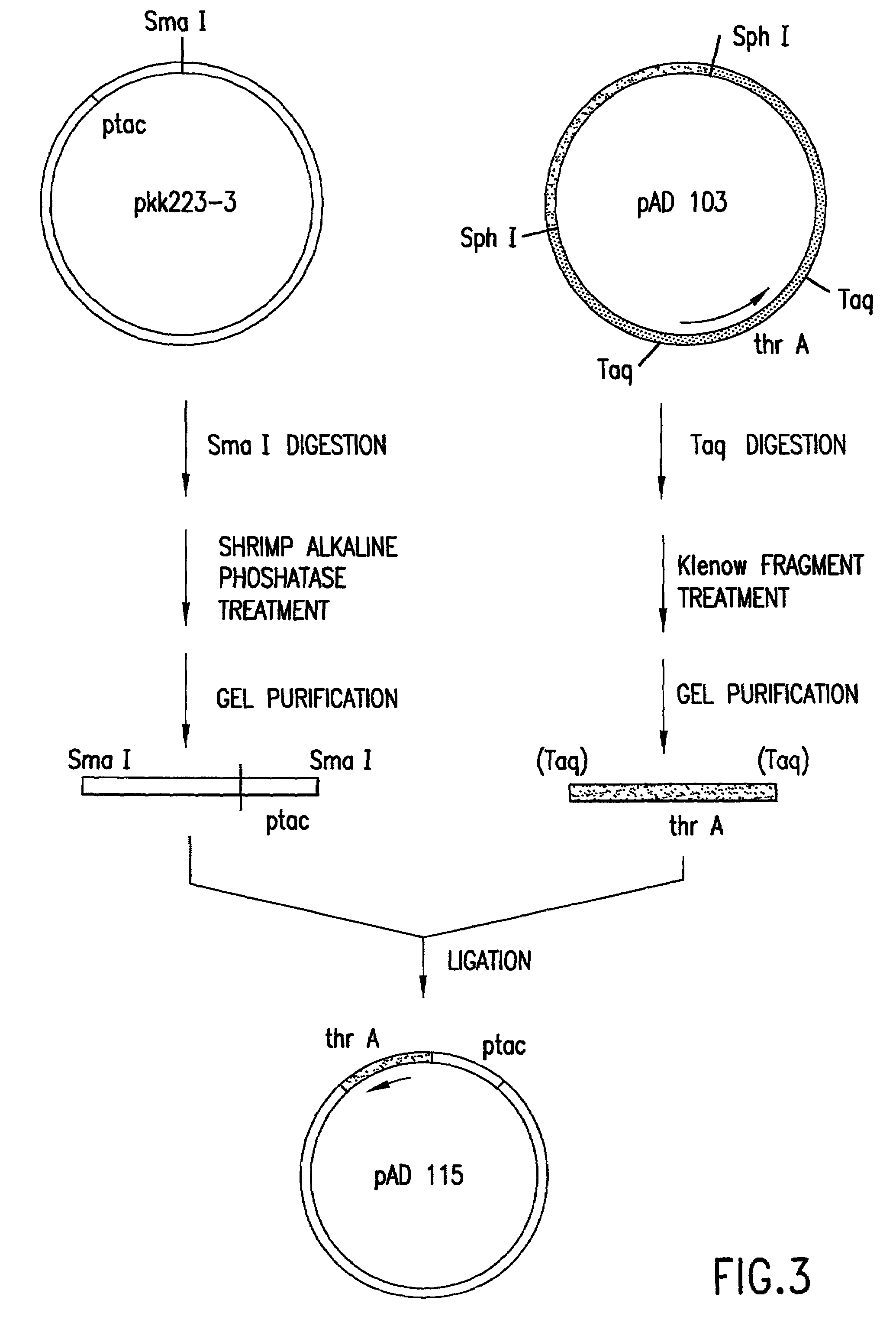 Escherichia coli strains which over-produce L-threonine and processes for the production of L-threonine by fermentation