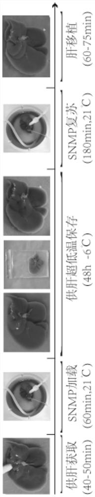 Ultralow-temperature preservation solution and preservation method for liver