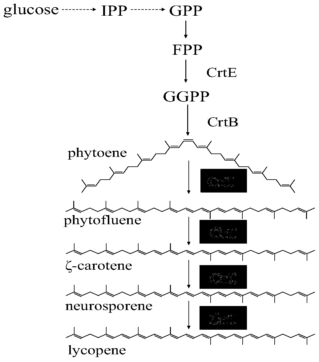 Mutant strains for realizing universal enzyme catalytic function diversity and construction method thereof