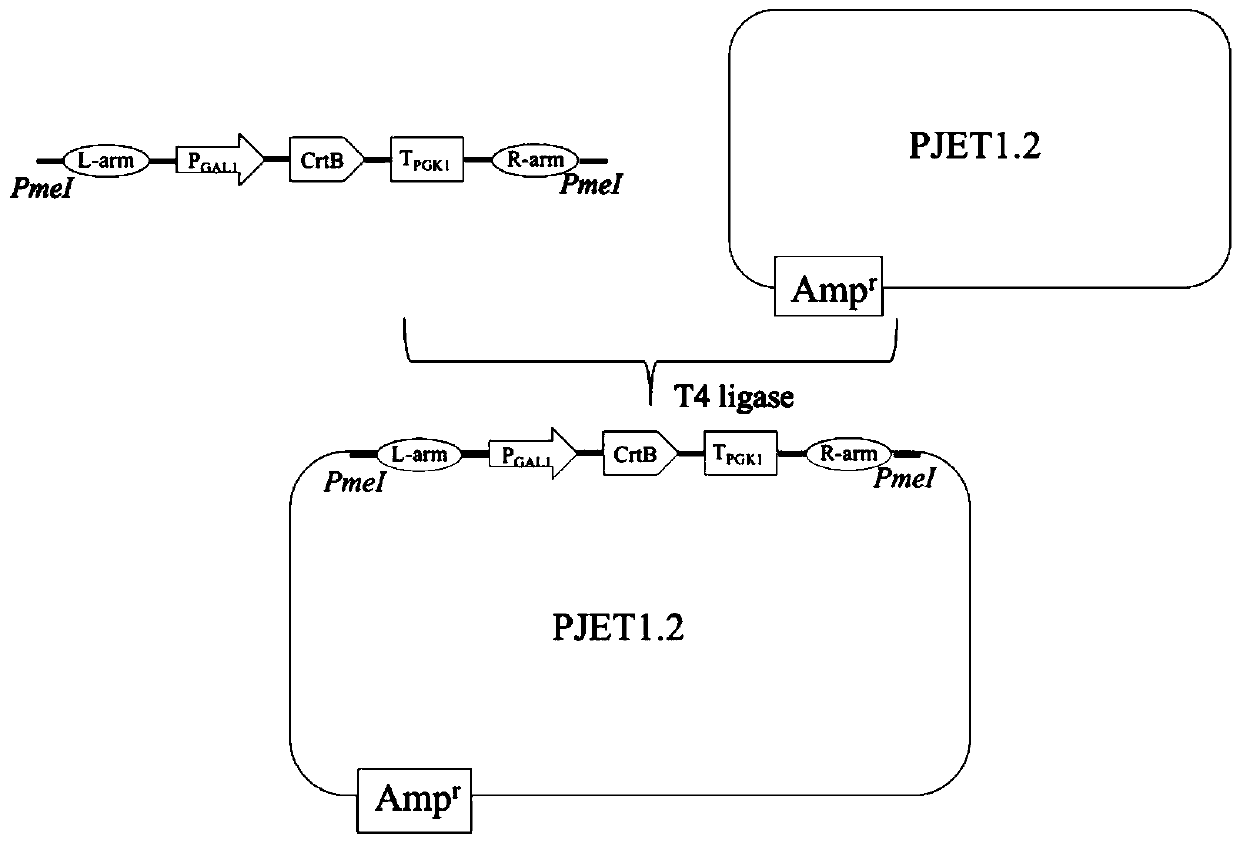 Mutant strains for realizing universal enzyme catalytic function diversity and construction method thereof