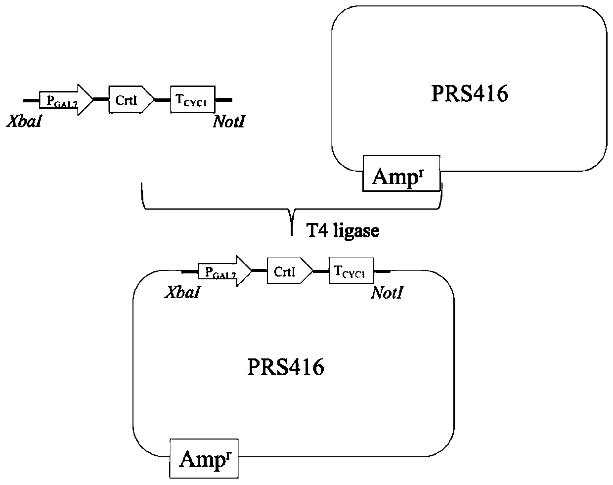 Mutant strains for realizing universal enzyme catalytic function diversity and construction method thereof