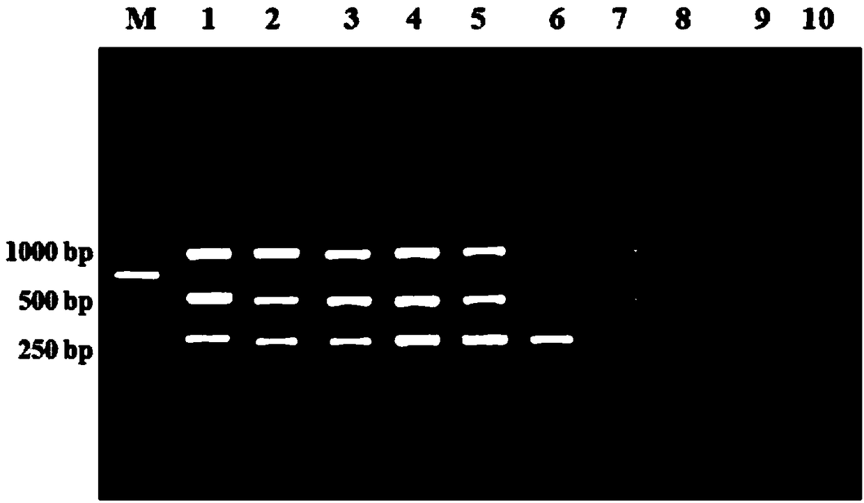 Multiplex PCR detection kit for identifying porcine circovirus