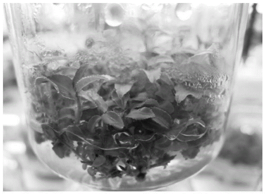 A kind of rooting method of Camellia oleifera tissue culture seedling outside the bottle