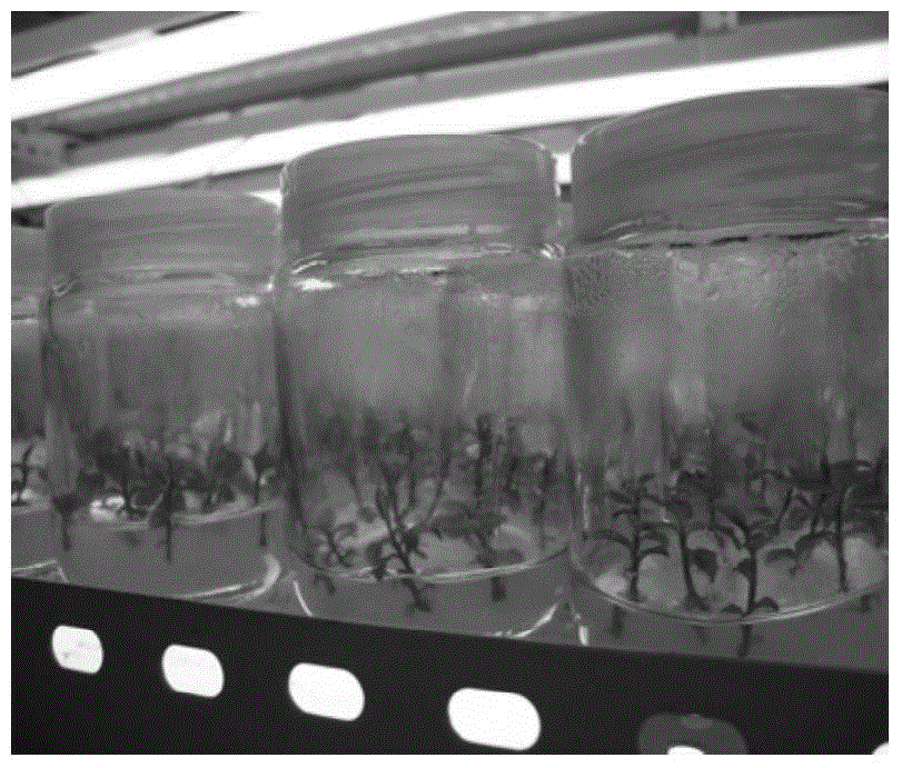 A kind of rooting method of Camellia oleifera tissue culture seedling outside the bottle