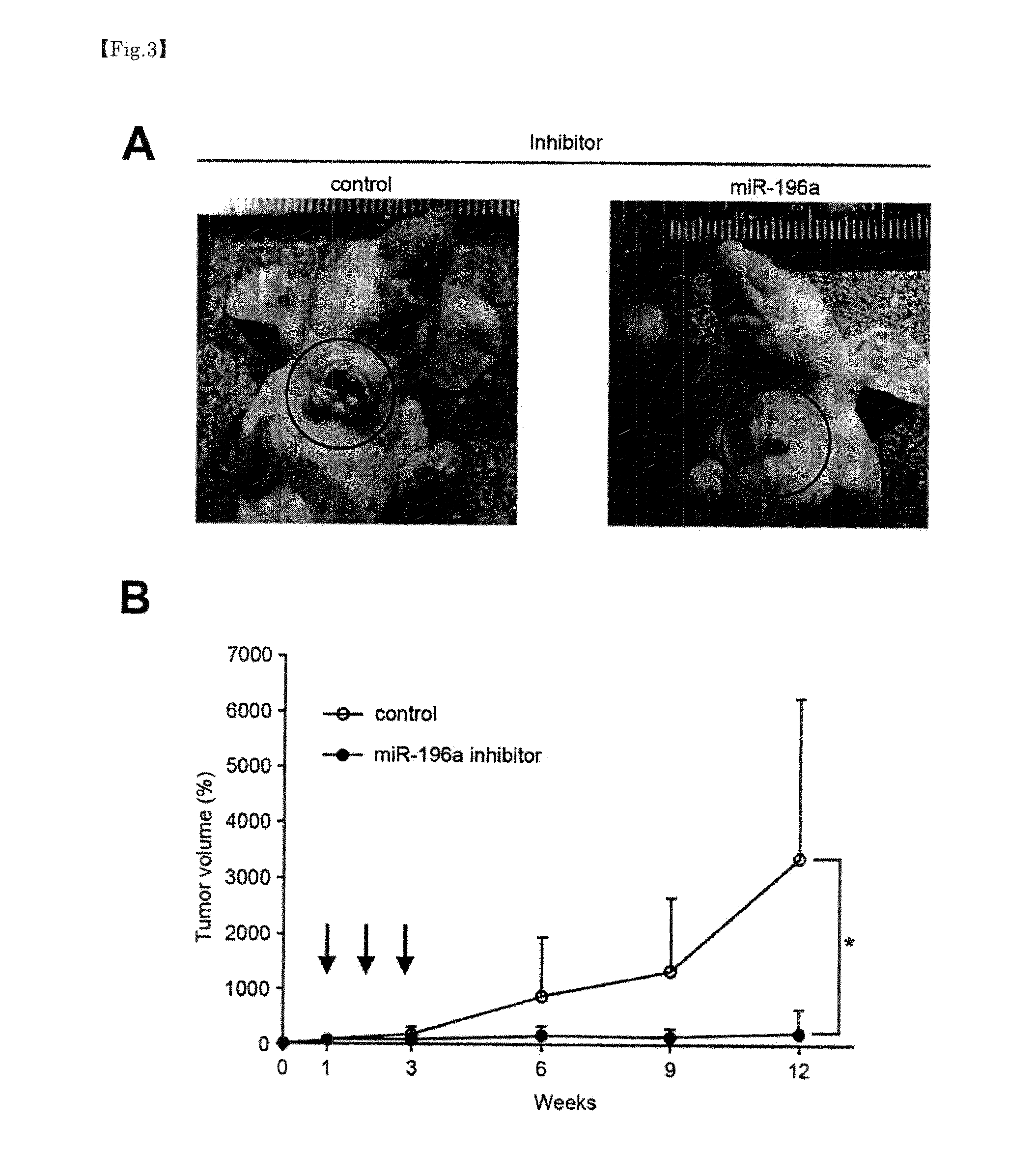 Head-And-Neck Tumor Proliferation Inhibitor