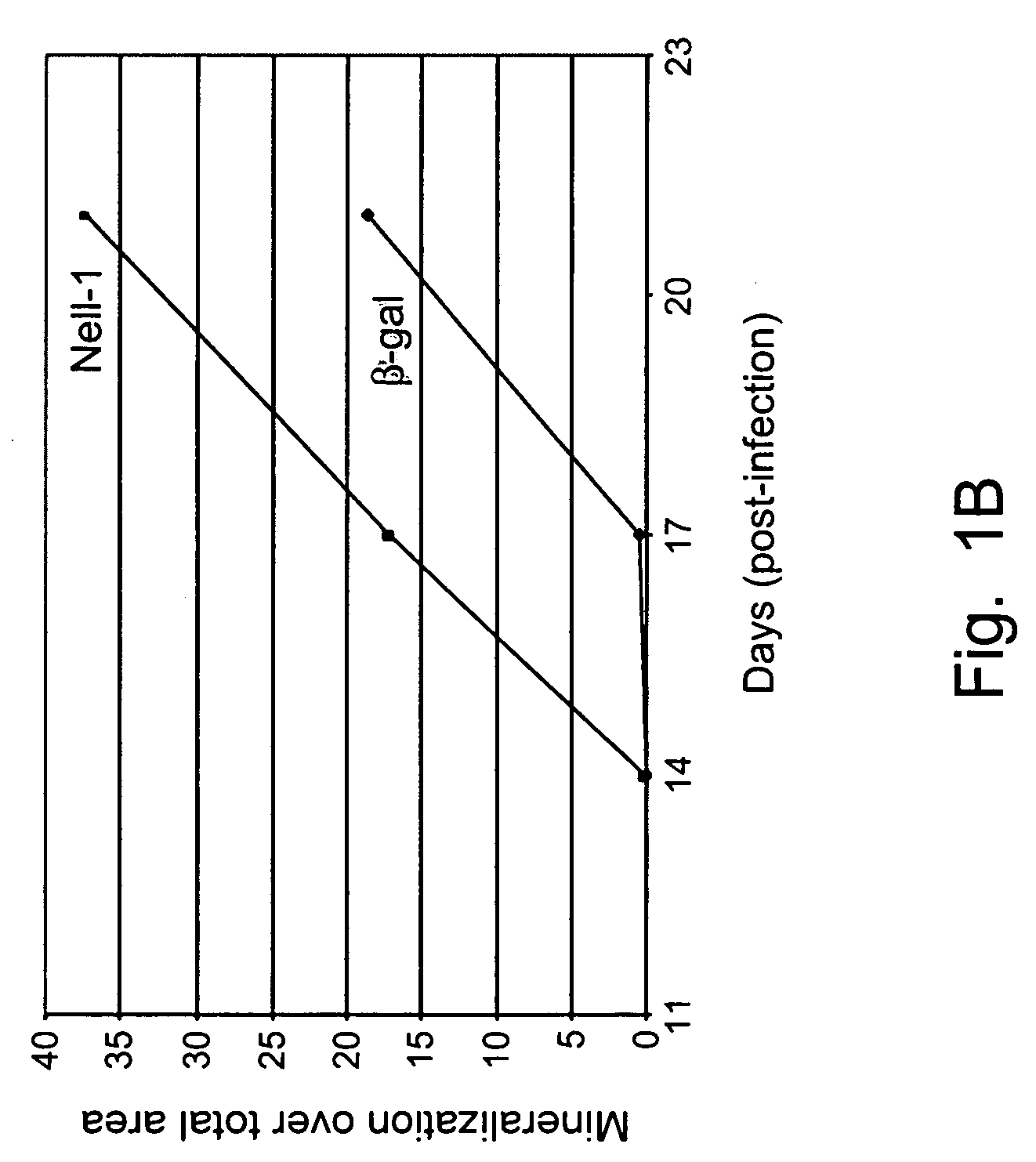 NELL-1 enhanced bone mineralization