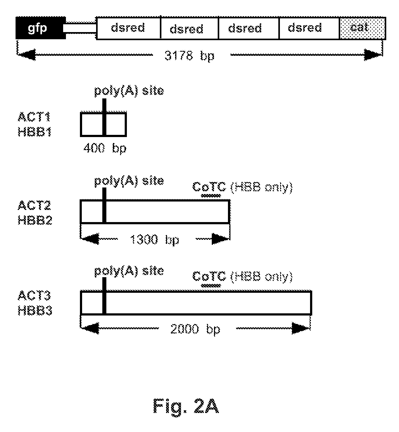 Reporter for RNA Polymerase II Termination