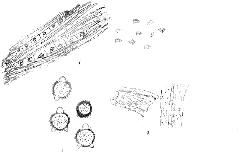 Detection method of Jiuwei Zhuhuang preparation