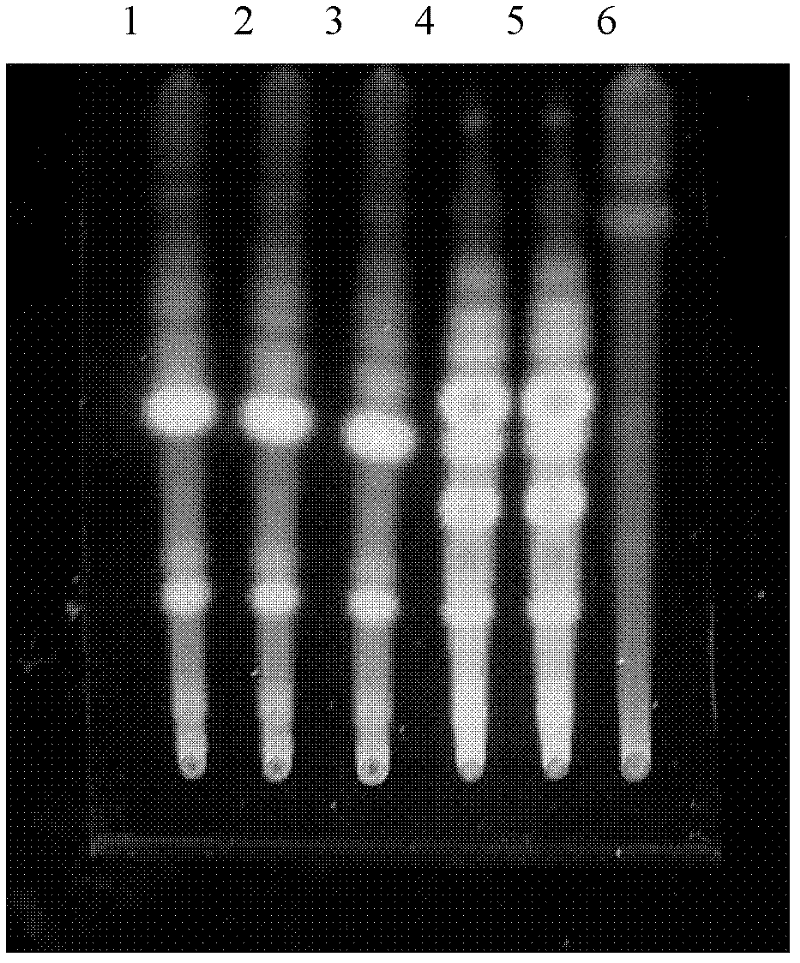 Detection method of Jiuwei Zhuhuang preparation