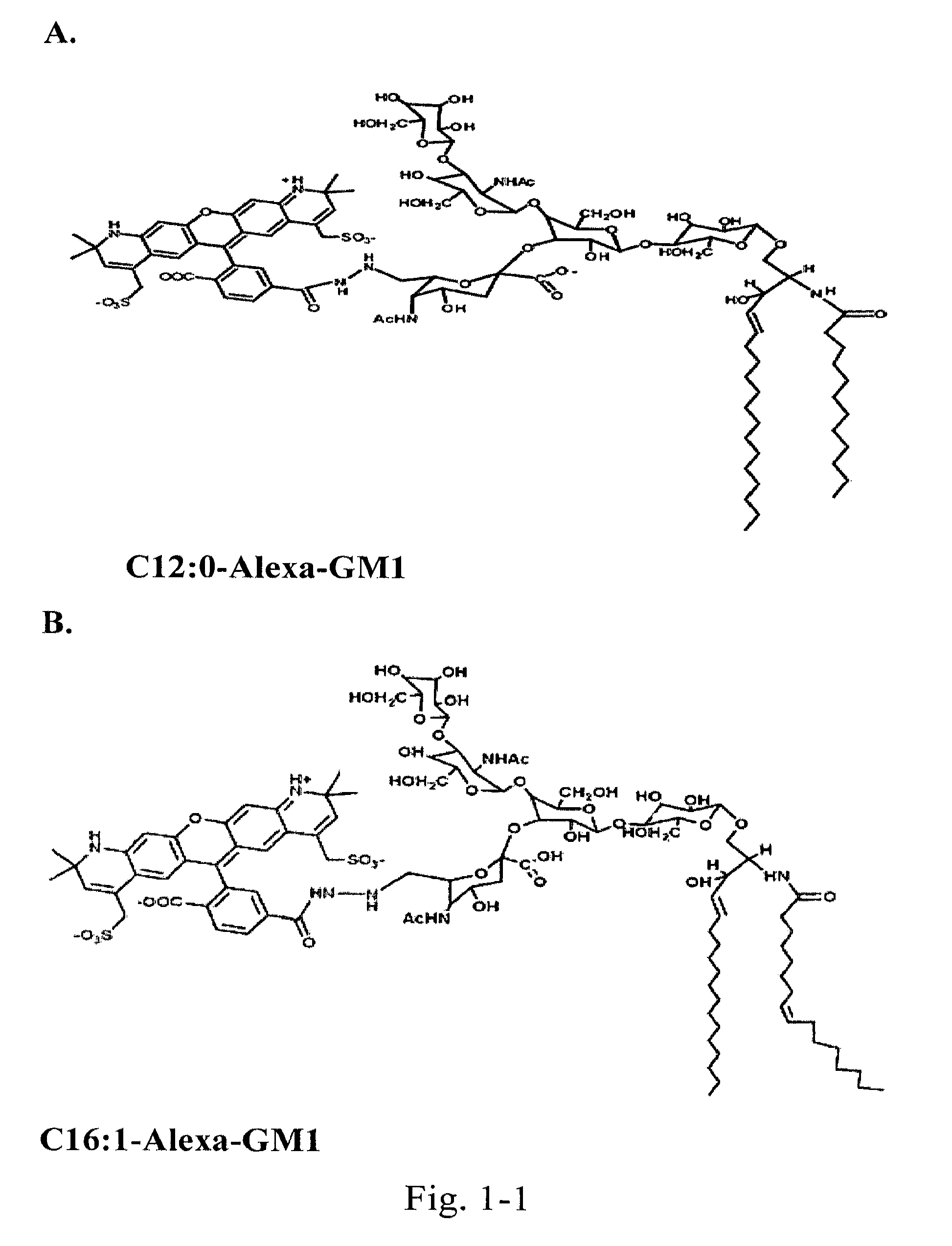 Mucosal delivery of therapeutic molecules, proteins, or particles coupled to ceramide lipids