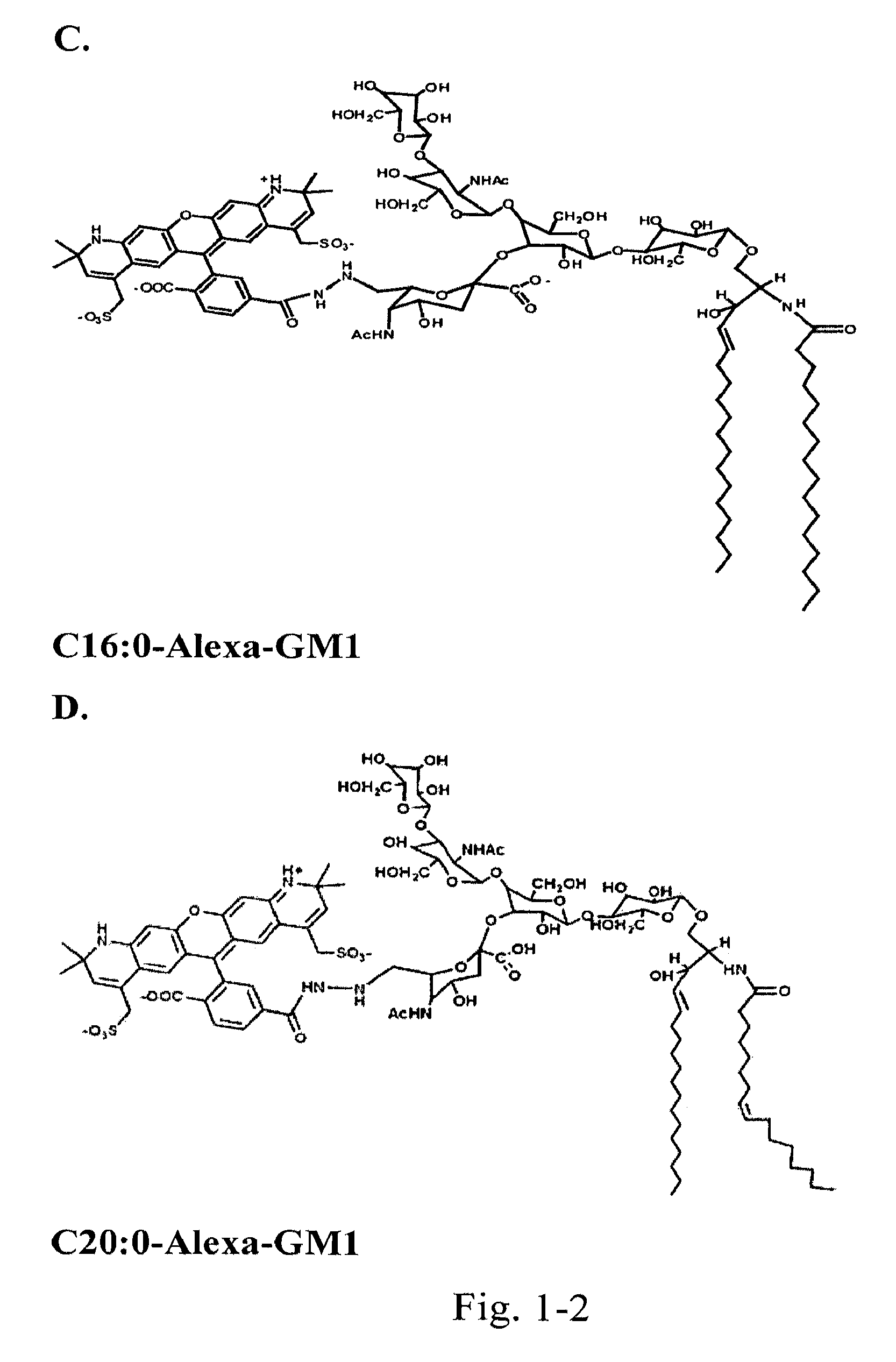 Mucosal delivery of therapeutic molecules, proteins, or particles coupled to ceramide lipids