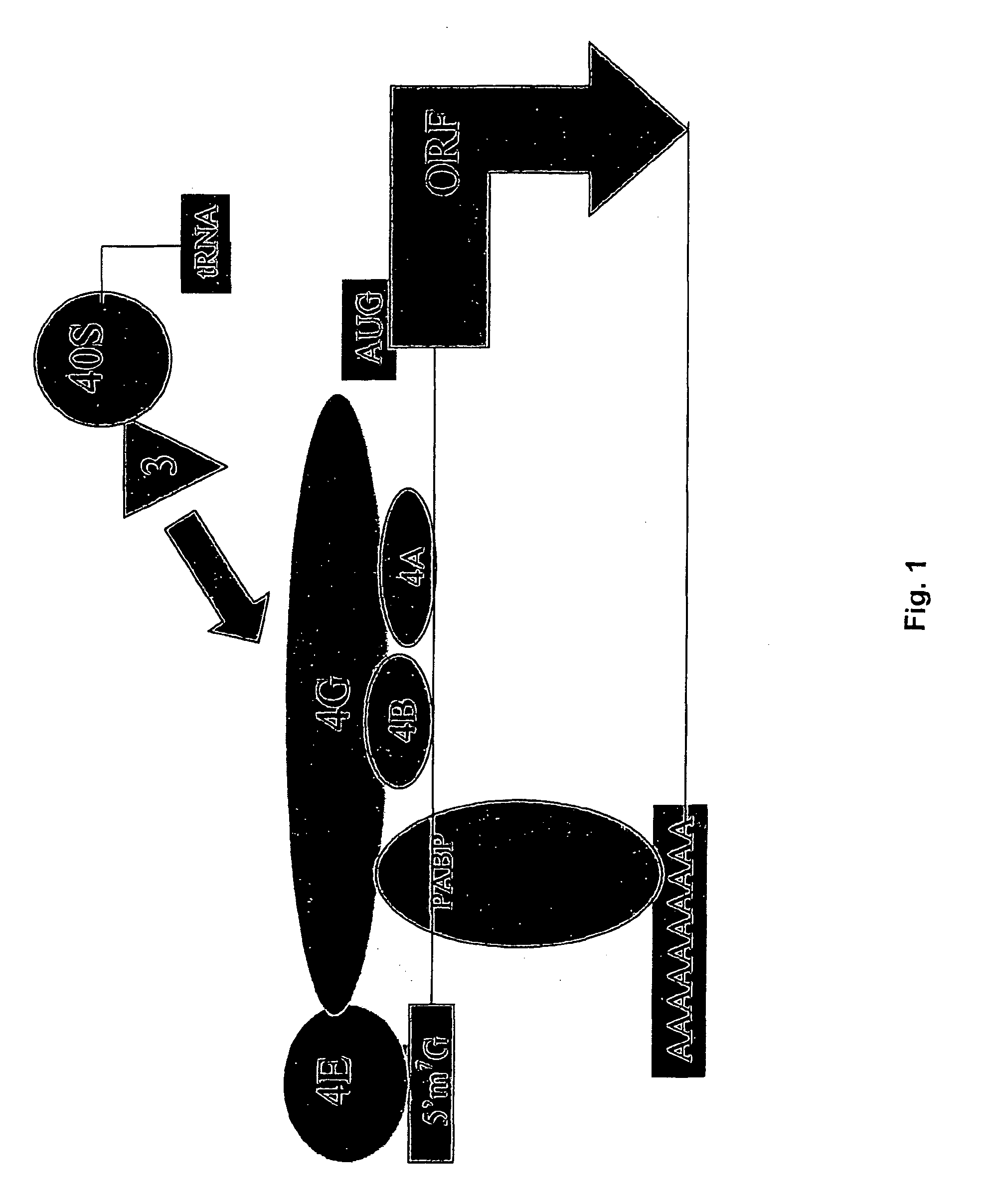 Creation of artificial internal ribosome entry site (ires) elements