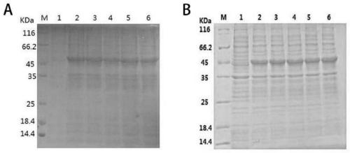 ELISA test kit for detecting Chinese bee honey and Italian bee honey