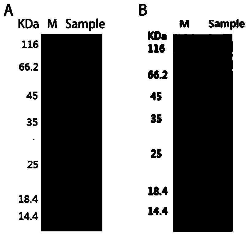 ELISA test kit for detecting Chinese bee honey and Italian bee honey