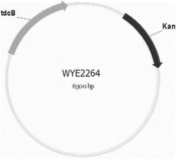 Recombinant strain for producing L-2-aminobutyric acid and preparing method and application thereof