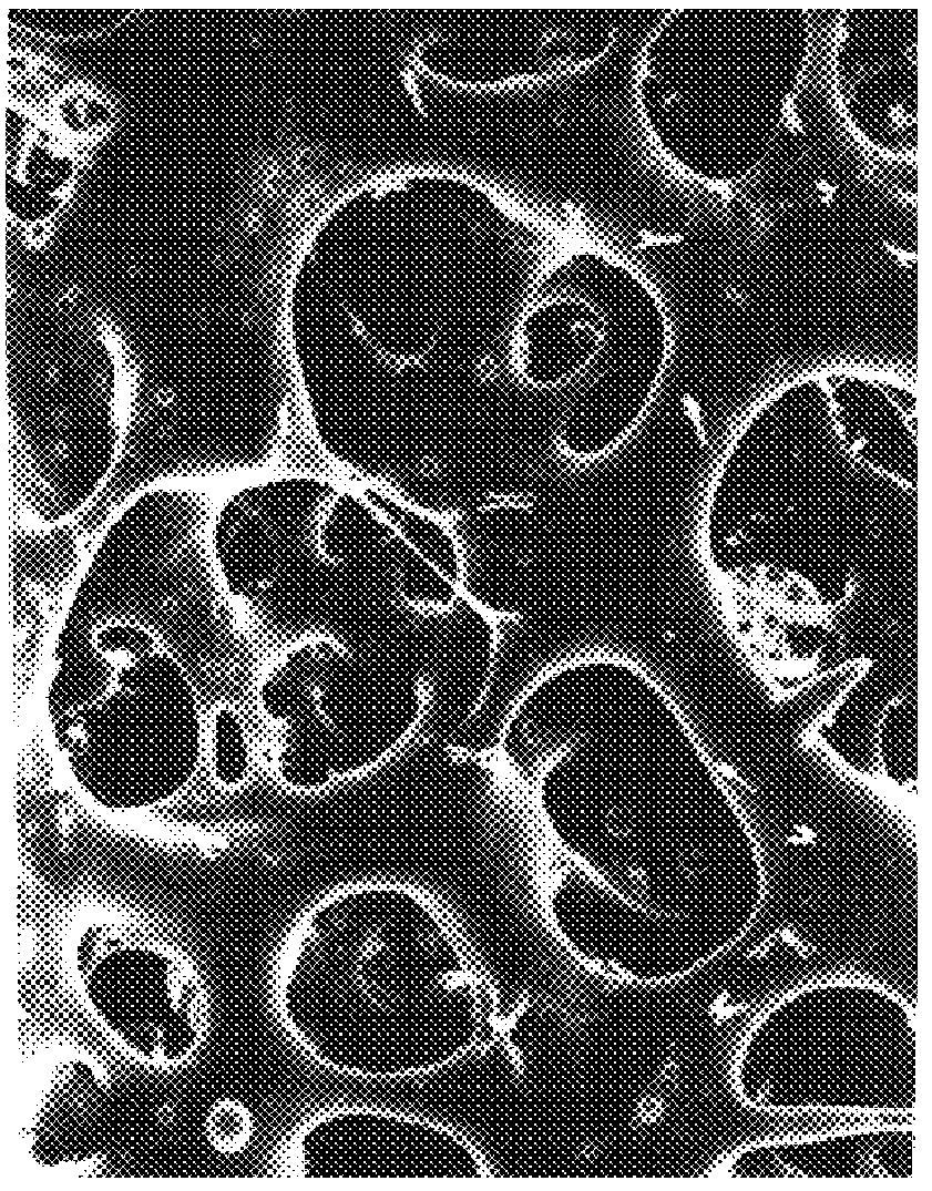 Hollow fiber type filtration membrane