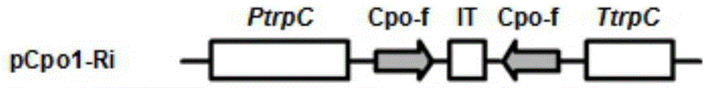 Botrytis cinerea gene BcCpo1 relative to pathogenicity and application of botrytis cinerea gene BcCpo1