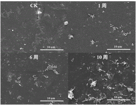 Space microbacterium oxydans LCT-H6