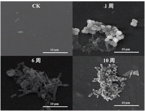 Space microbacterium oxydans LCT-H6