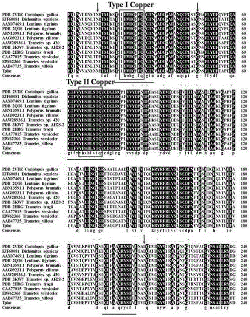 Bacterial strain for producing laccase, method for producing laccase by bacterial strain, produced laccase and application of laccase