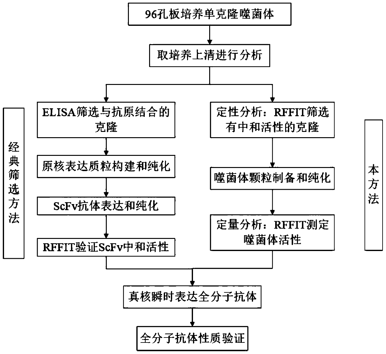 Method for screening and verifying anti rabies virus neutralizing antibodies from phage antibody library and screening kit