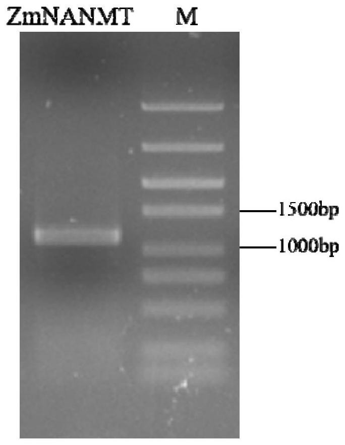 Plant nicotinic acid methyltransferase gene NANMT and application thereof in plant broad-spectrum disease resistance