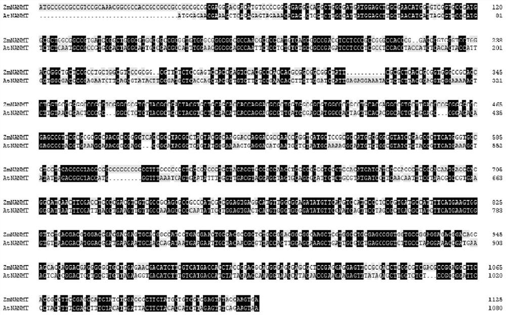 Plant nicotinic acid methyltransferase gene NANMT and application thereof in plant broad-spectrum disease resistance