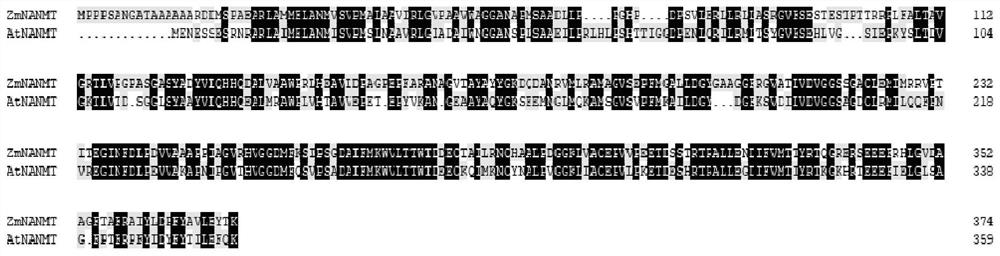 Plant nicotinic acid methyltransferase gene NANMT and application thereof in plant broad-spectrum disease resistance