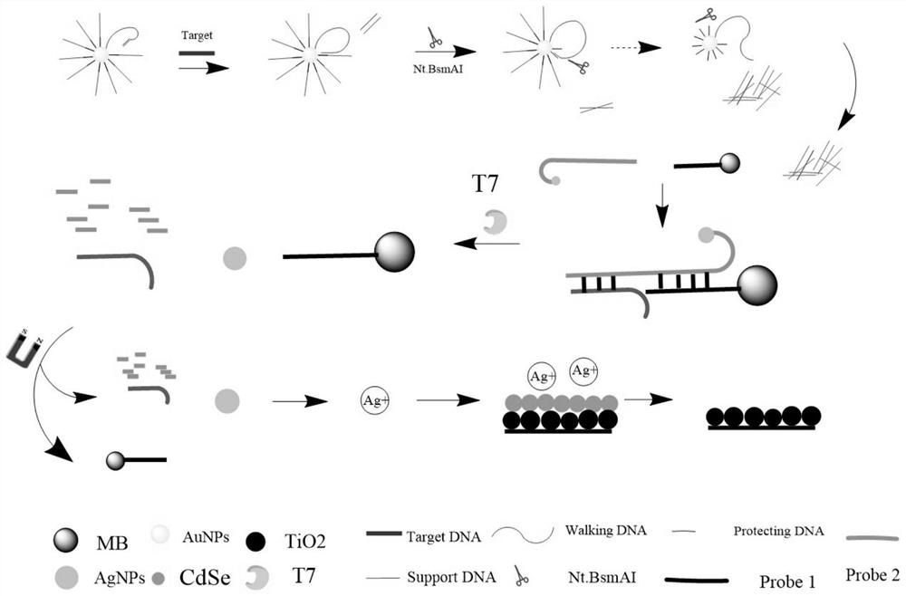 A method for the detection of nucleic acid molecules based on cyclic amplification and cation exchange