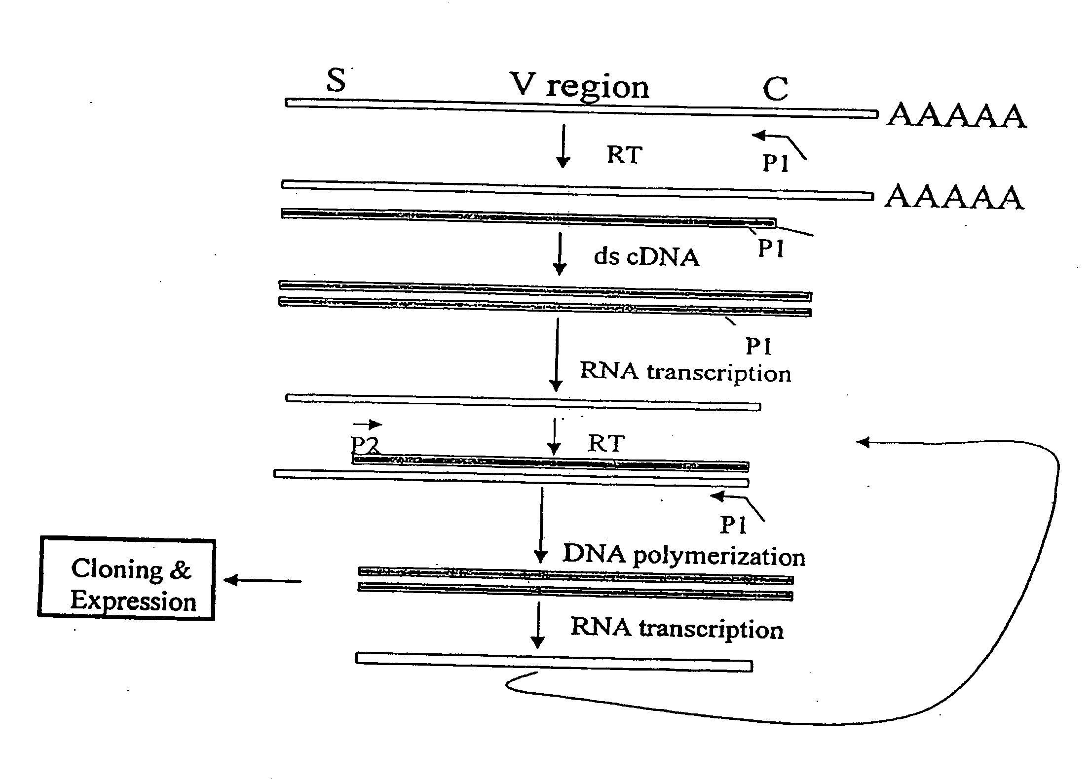 Novel Method for Cloning Variable Domain Sequences of Immunological Gene Repertoire