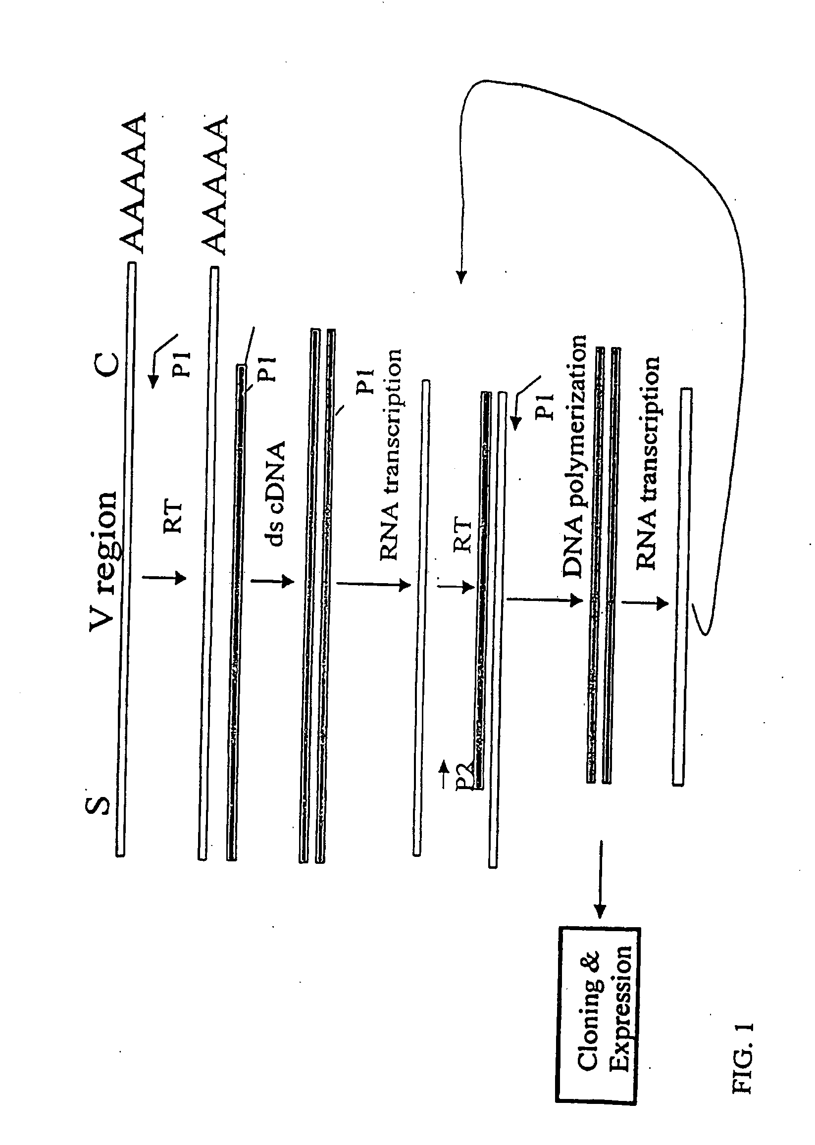 Novel Method for Cloning Variable Domain Sequences of Immunological Gene Repertoire