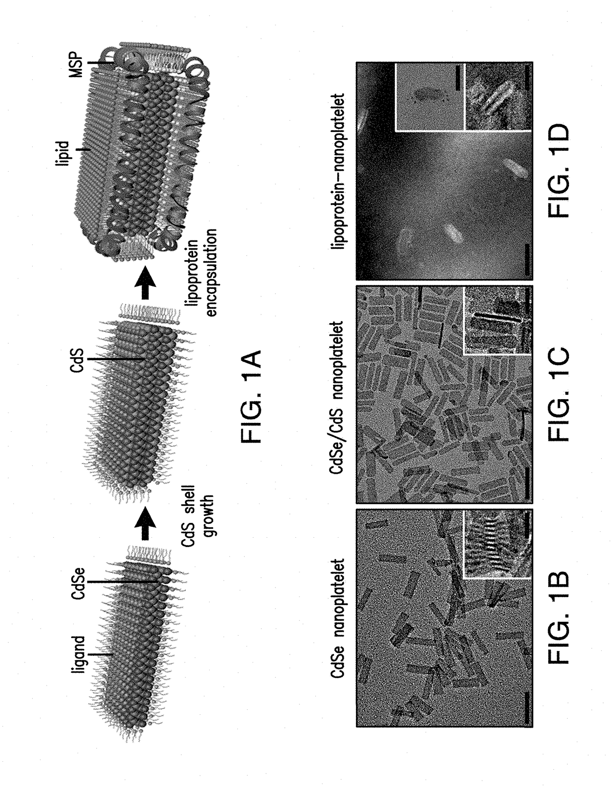 Lipoprotein nanoplatelets: fluorescent, zwitterionic probes for molecular and cellular imaging