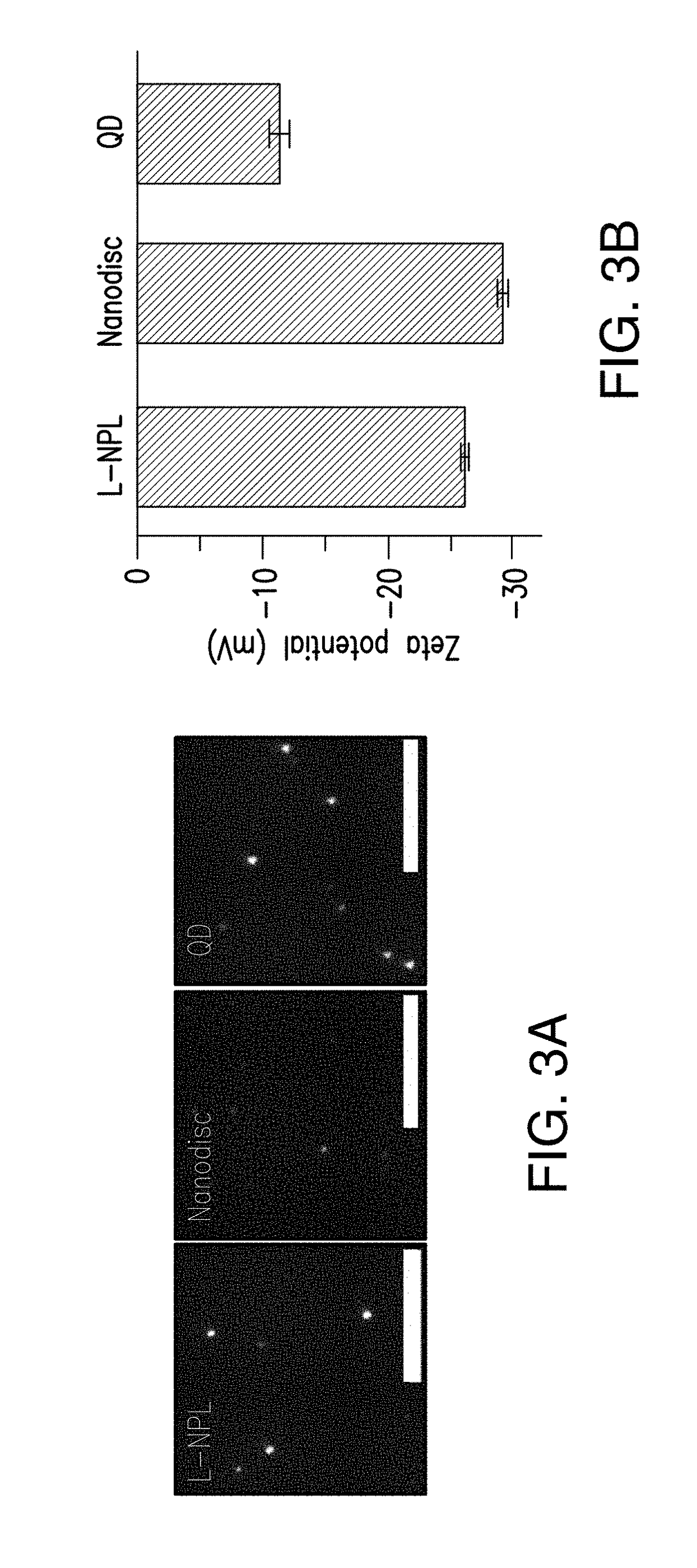 Lipoprotein nanoplatelets: fluorescent, zwitterionic probes for molecular and cellular imaging