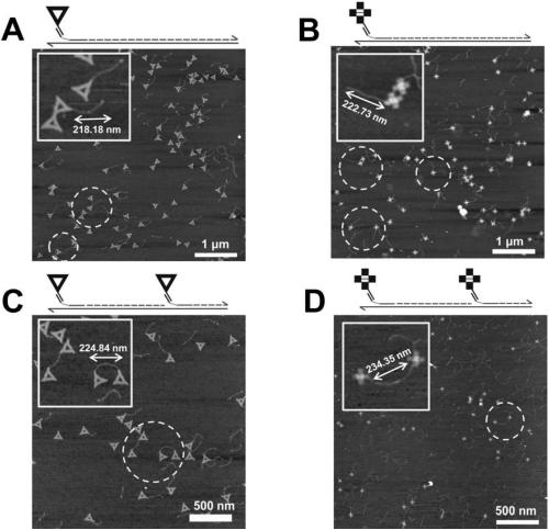 Method for detecting hepatitis b virus subtype based on DNA paper-folding mark