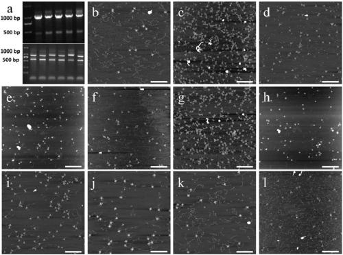 Method for detecting hepatitis b virus subtype based on DNA paper-folding mark