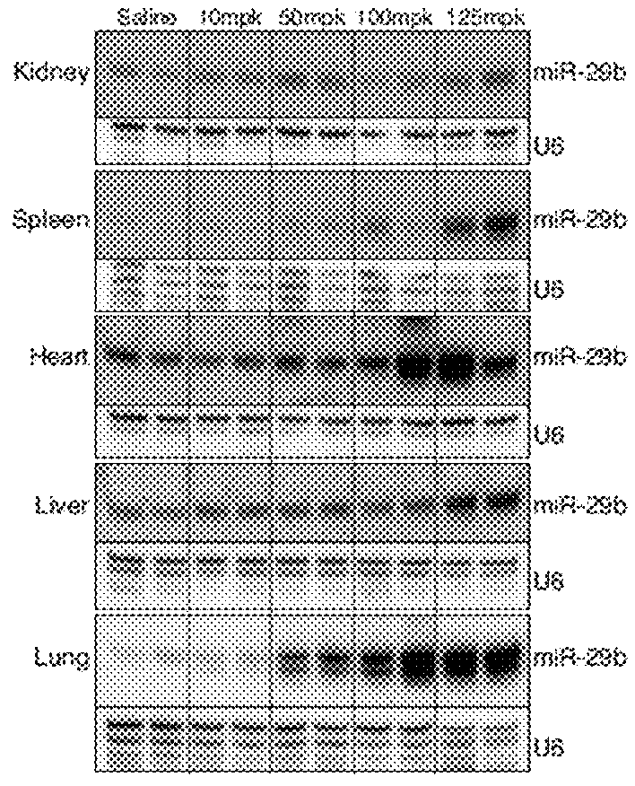 miR-29 mimics and uses thereof