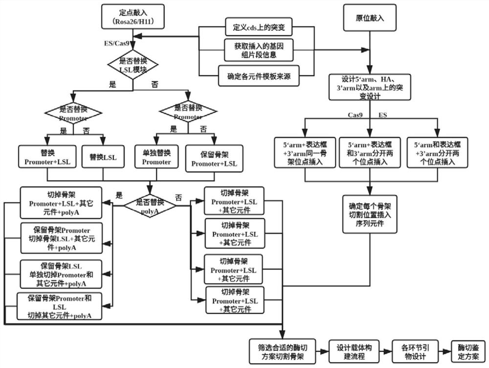 Gene fixed-point knock-in vector construction method, system and platform