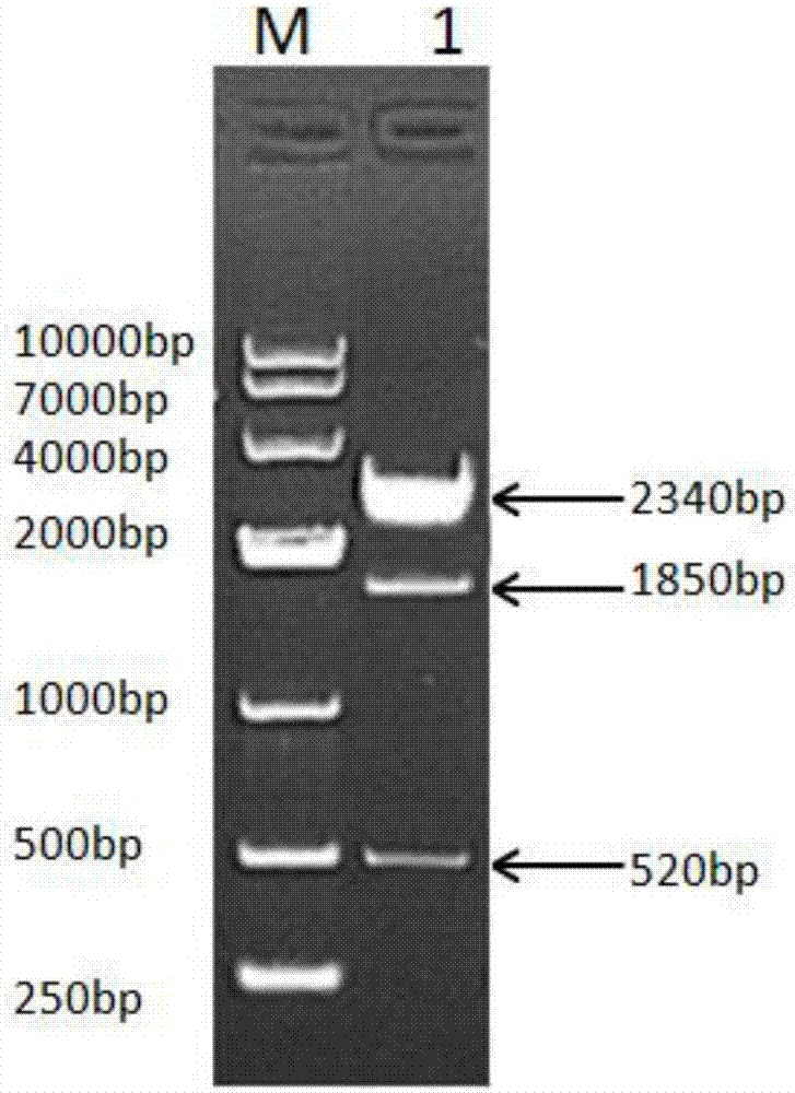 Fusion protein formed by sheep albumin and sheep interferon gamma and preparation method of fusion protein and recombinant sheep long-term interferon gamma