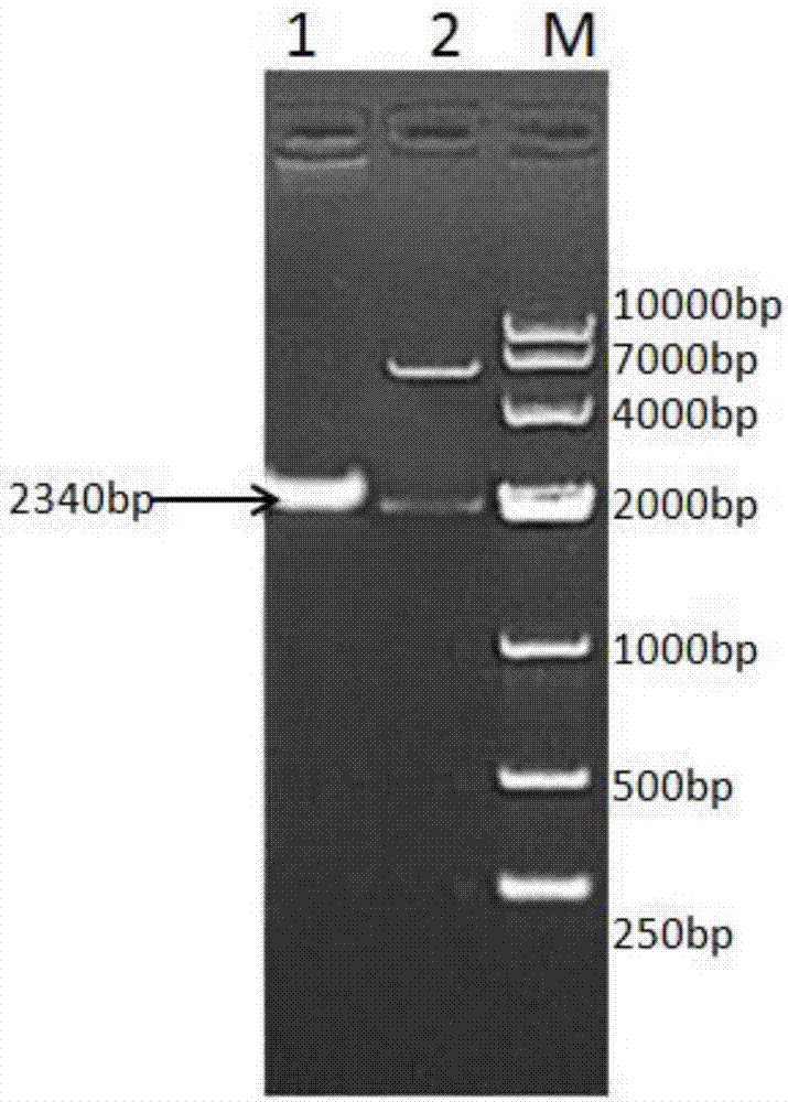 Fusion protein formed by sheep albumin and sheep interferon gamma and preparation method of fusion protein and recombinant sheep long-term interferon gamma