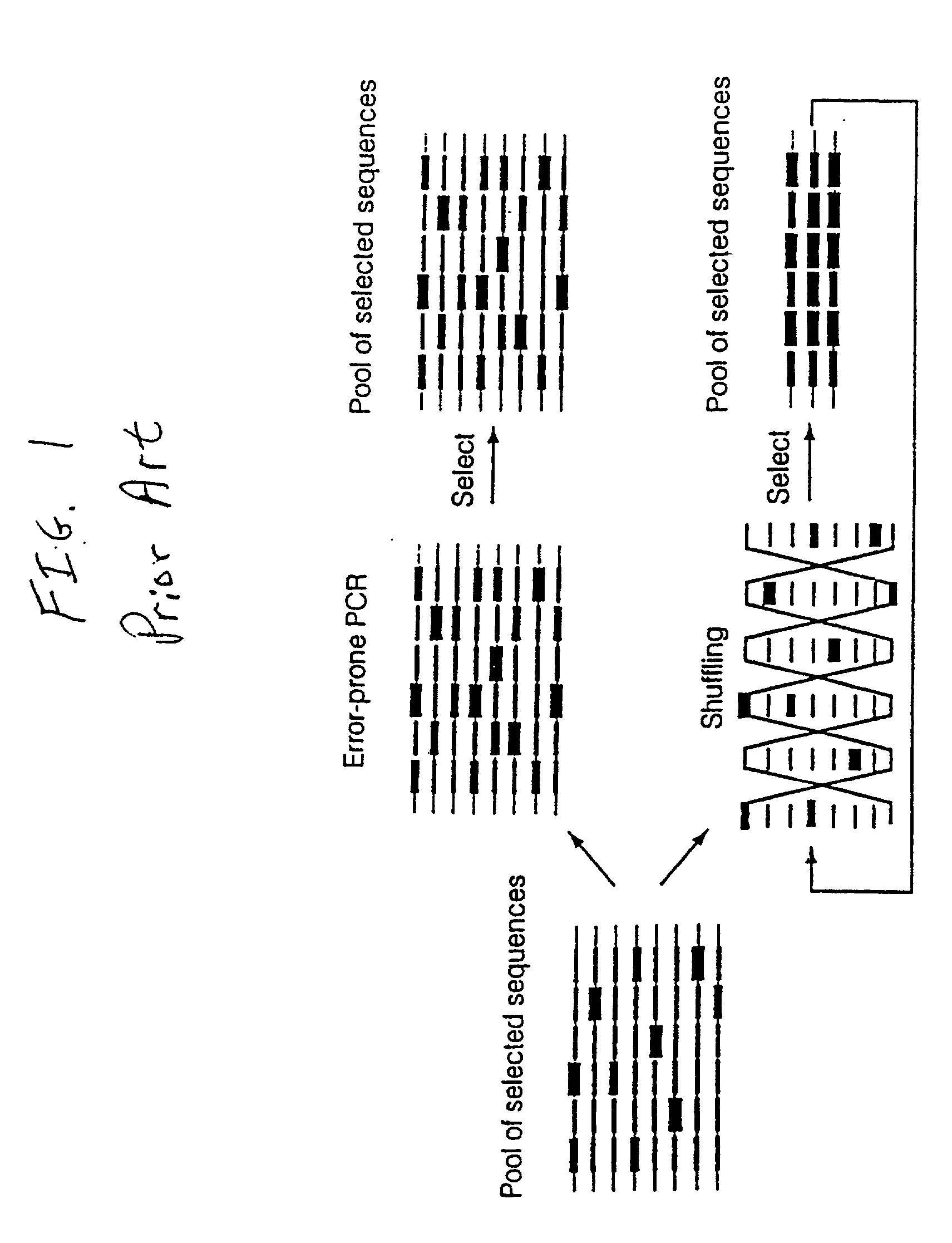 Method of DNA shuffling with polynucleotides produced by blocking or interrupting a synthesis or amplification process