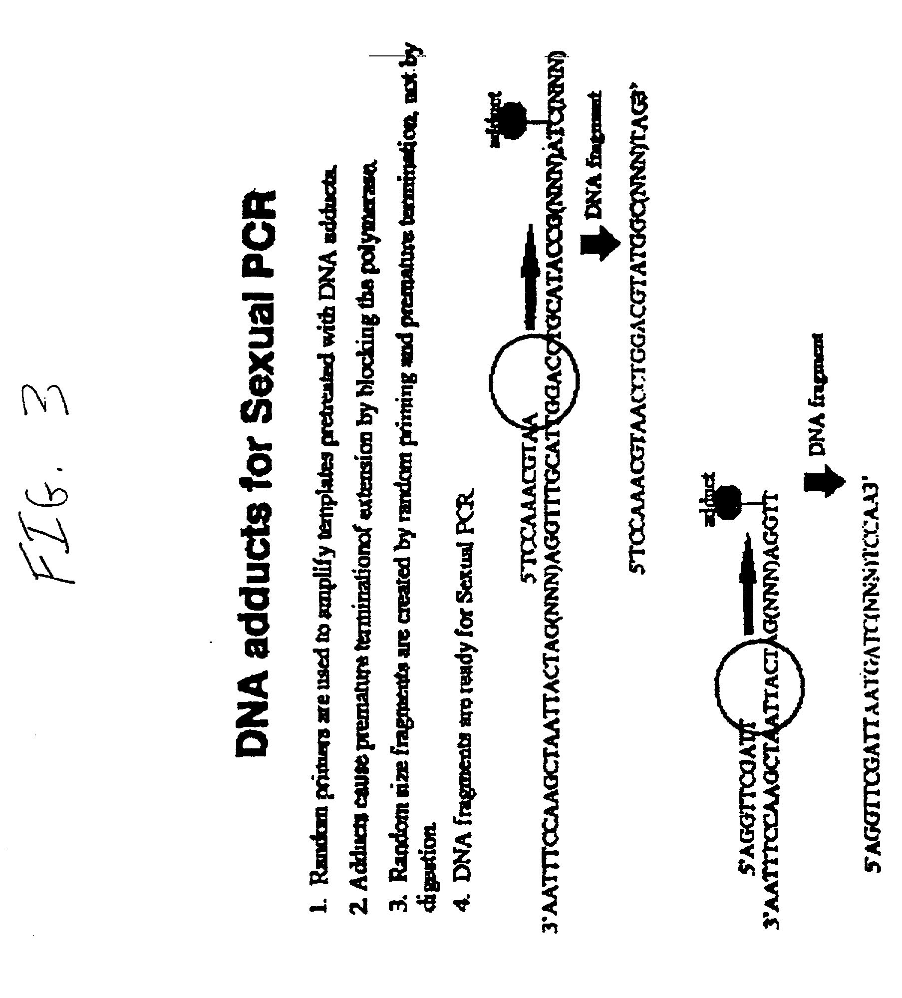 Method of DNA shuffling with polynucleotides produced by blocking or interrupting a synthesis or amplification process