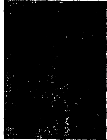 Synthesis method of magnesium hydroxide nano pipe