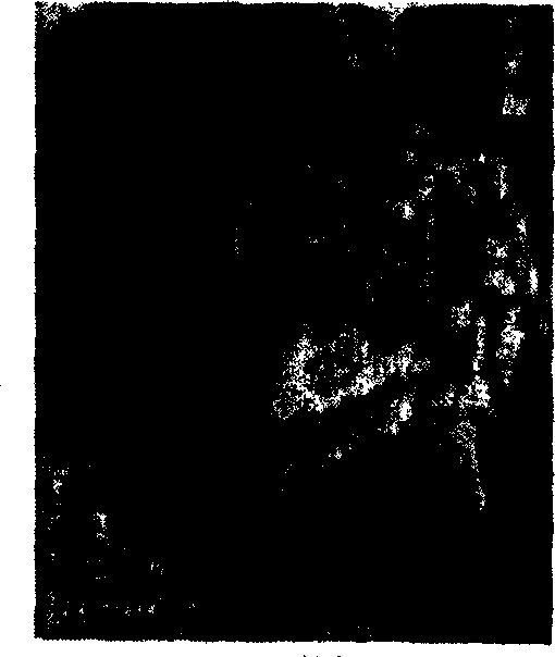 Synthesis method of magnesium hydroxide nano pipe