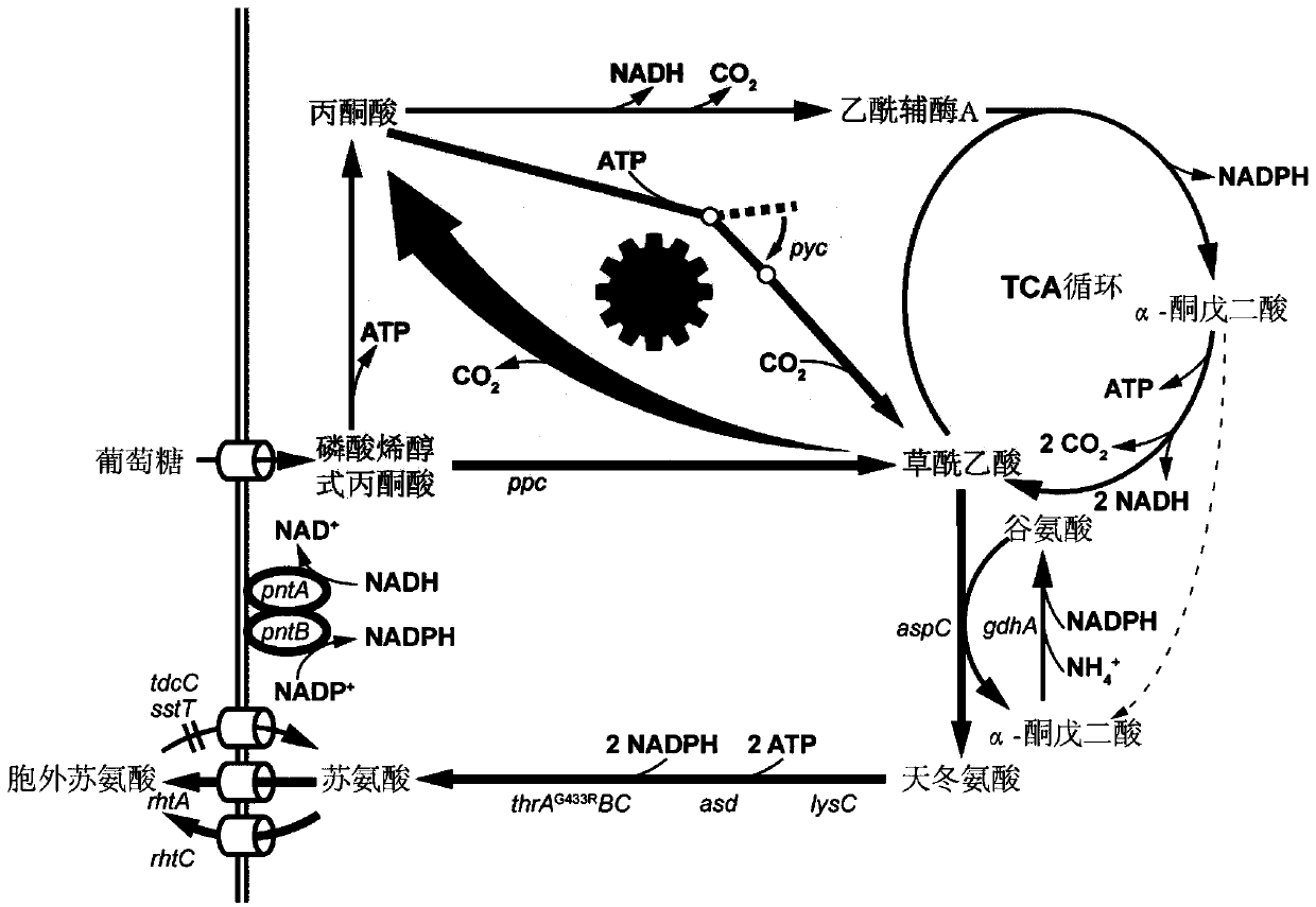 Temperature switch system and application thereof to increment of yield of amino acids