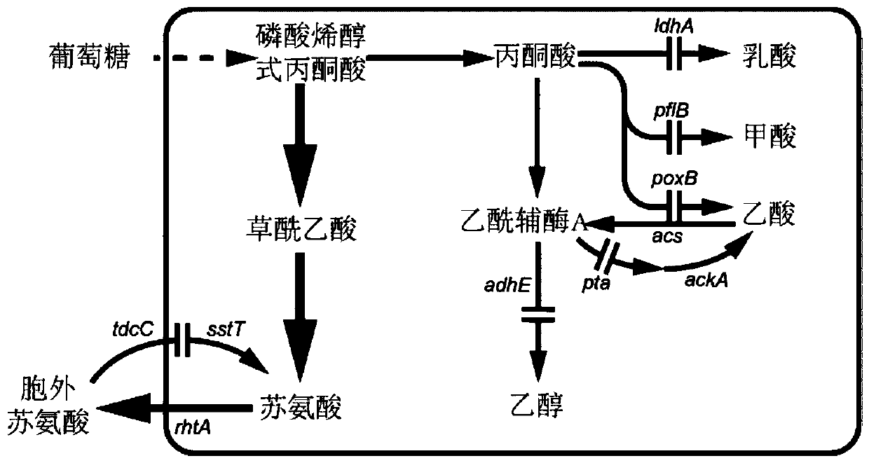 Temperature switch system and application thereof to increment of yield of amino acids