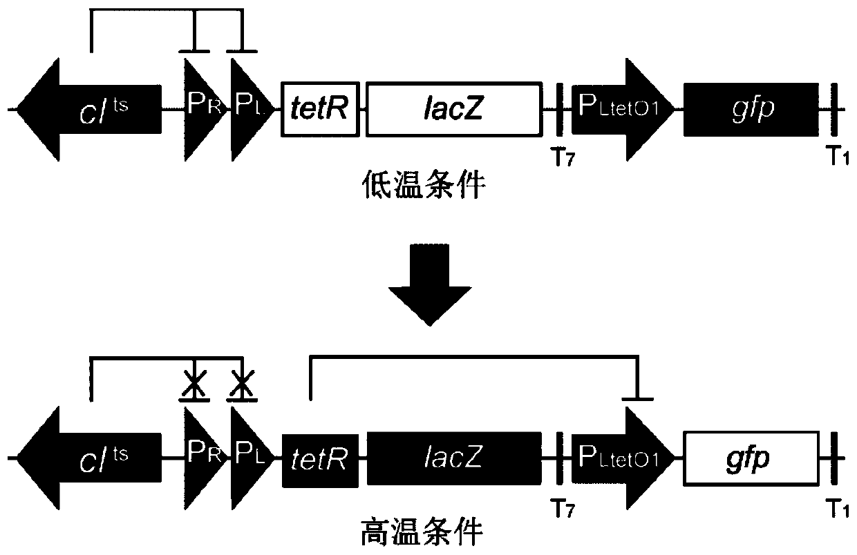 Temperature switch system and application thereof to increment of yield of amino acids