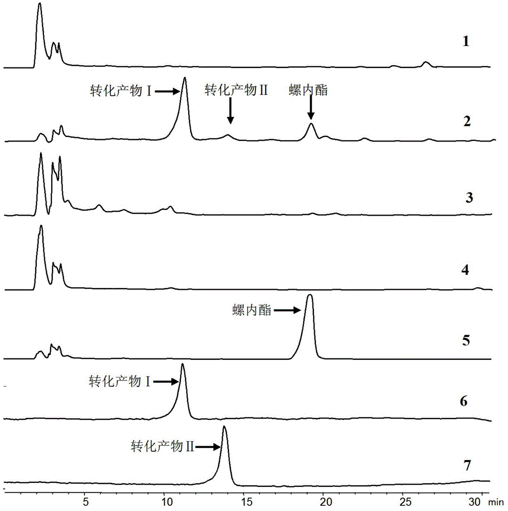 A kind of spironolactone derivative and its microbial conversion preparation method and application